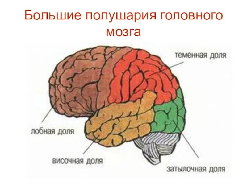 Тест по теме мозг 8 класс. Рисунок доли полушария большого мозга. Строение больших полушарий головного мозга. 8 Класс. Доли коры больших полушарий головного МО. Доли коры больших полушарий рисунок.