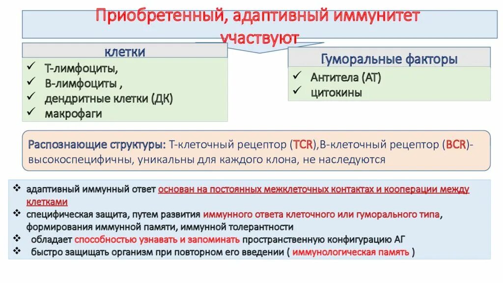 Приобретенный иммунный ответ. Гуморальные компоненты адаптивного иммунитета. Адаптивный приобретенный иммунитет. Гуморальные факторы адаптивного иммунитета. Клетки гуморального адаптивного иммунитета.