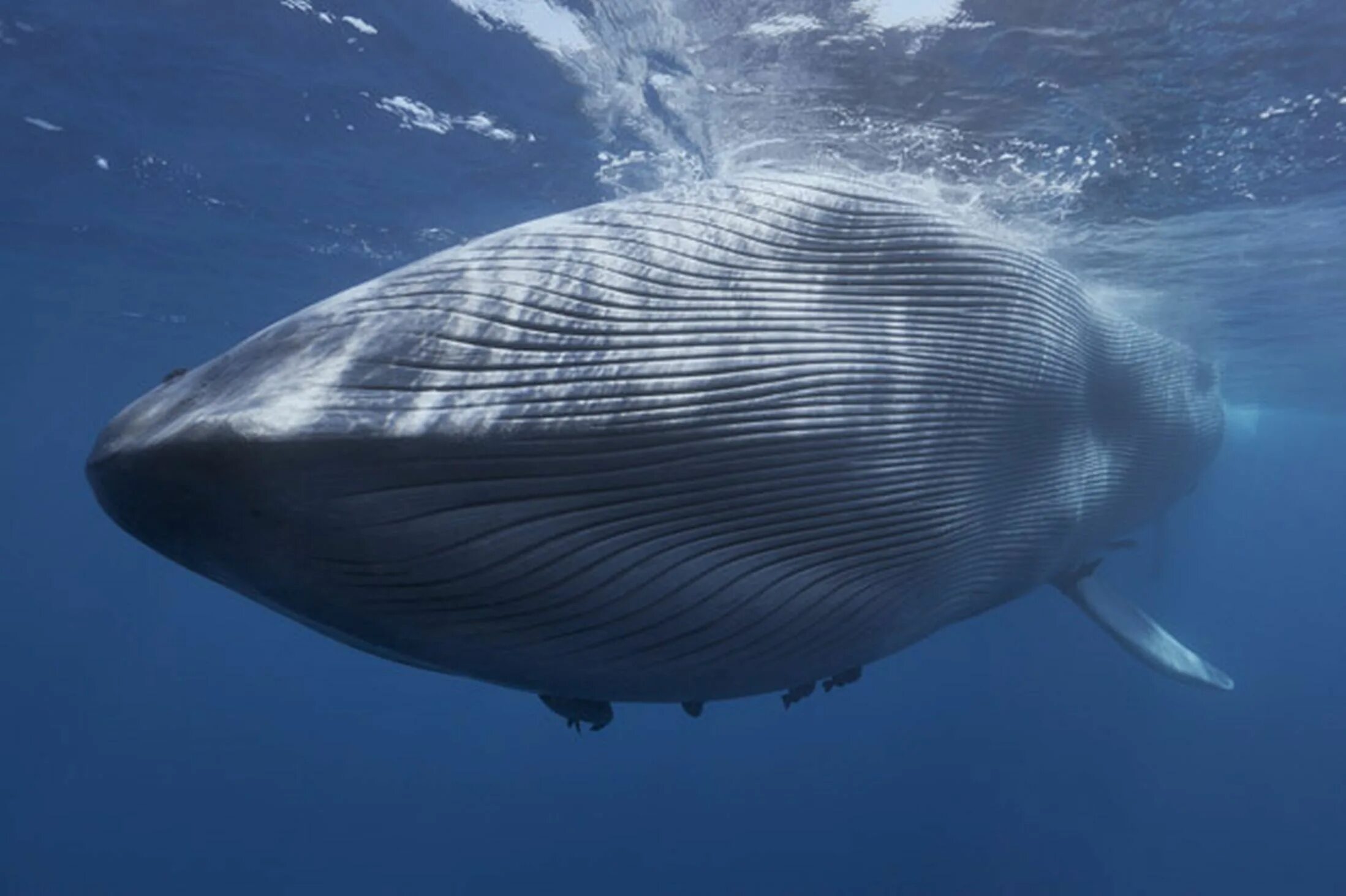 Самый большой кит размеры и вес. Голубой кит Balaenoptera musculus. Синий кит блювал. Синий кит самый большой кит. Горбатый кит альбинос.