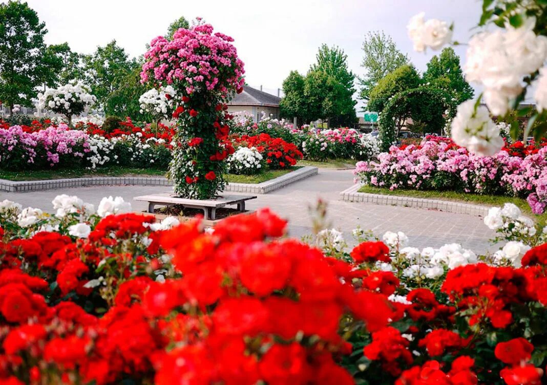 Какие розы цветут всю лета. Парк Чаир розарий. Парк Чаир Крым. Крым Мисхор парк Чаир.