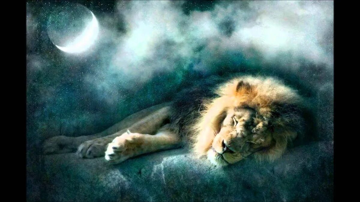 Спящие львы. Луна во Льве. Спокойной ночи Лев. Спокойный Лев. Львы во сне к чему снится женщине