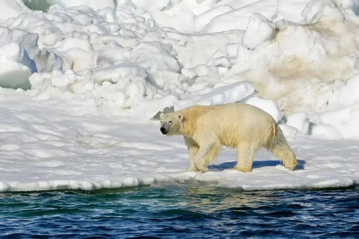 Остров Врангеля белые медведи. Белые медведи на Аляске. Белый медведь (Карско-Баренцевоморская популяция). Ареал обитания белых медведей.