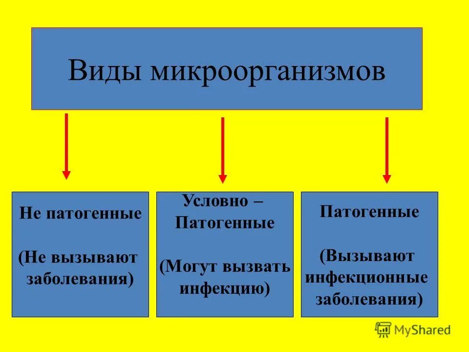 Условно патогенная микрофлора это