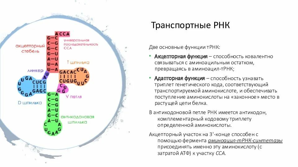 Роль белков в синтезе днк. Трнк строение и функции. адаптивная функция трнк. роль рнк ирнк трнк. транспортная рнк строение и функции.