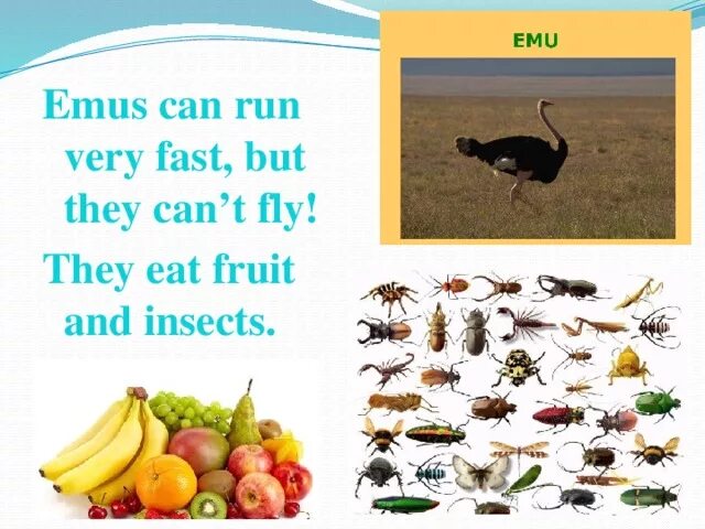 Emu перевод. They eat Fruit and insects. Проект по английскому языку animals down under. Текст про эму на английском языке 3 класс.