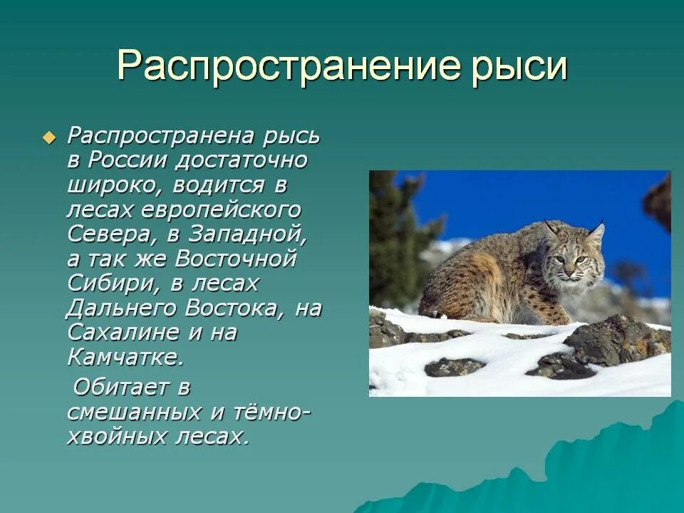 Рысь обитание в россии. Рысь. Где обитает Рысь. Место обитания рыси. Рысь среда обитания.