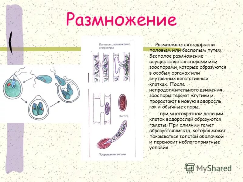 Водоросли размножаются путем