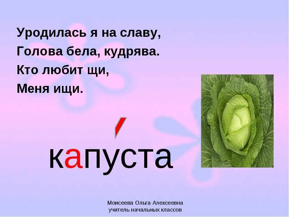 Загадка про капусту. Работа со словарным словом капуста. Загадки на тему капуста. Загадка к слову капуста.