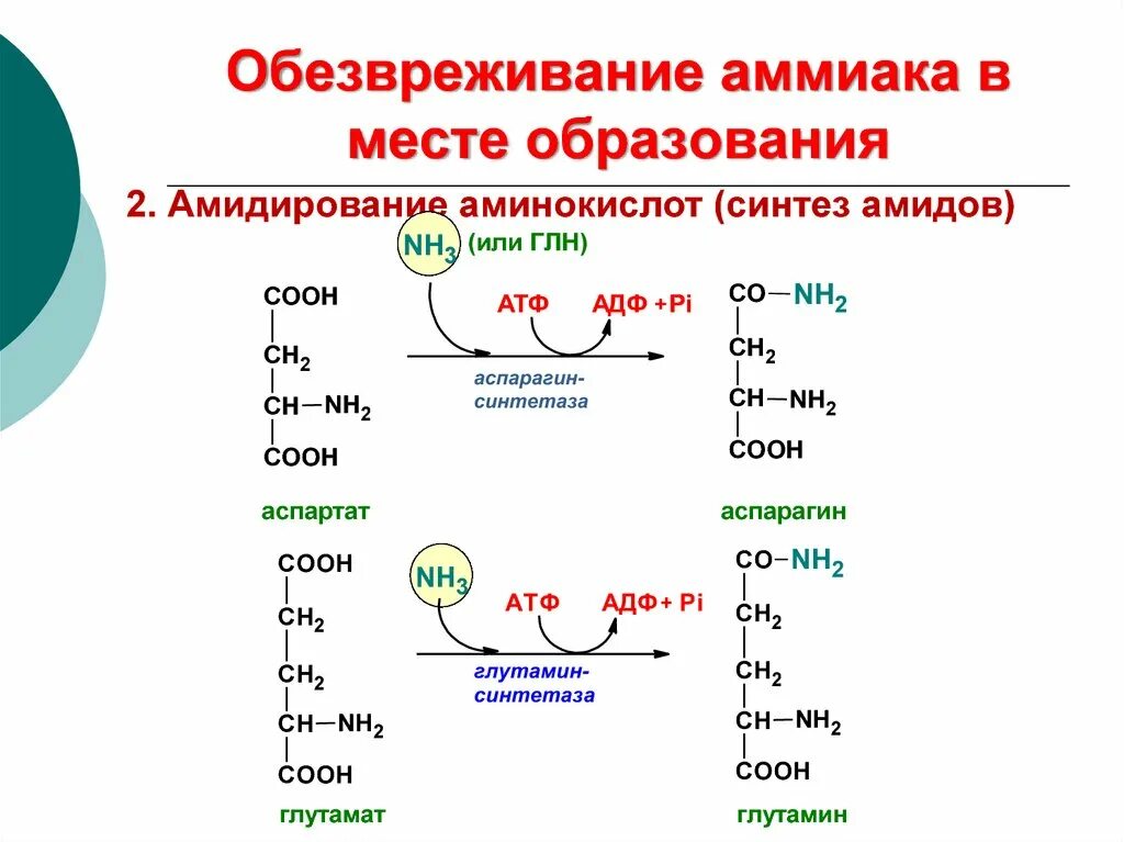 Последовательность реакций биосинтеза. Обезвреживание аммиака глутаминовой кислотой. Реакции обезвреживания аммиака биохимия. Реакция обезвреживания аммиака биохимия реакции. Две основные реакции обезвреживания аммиака.