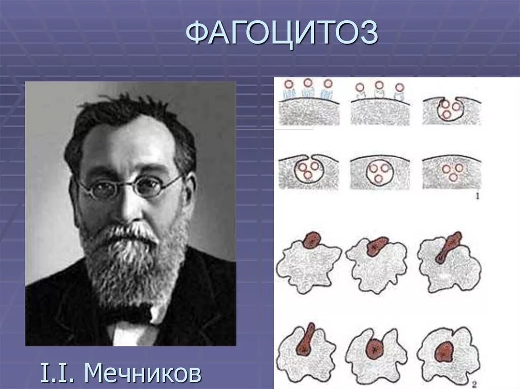 Мечников учение о клеточном иммунитете. 1892 Фагоцитоз Мечников.