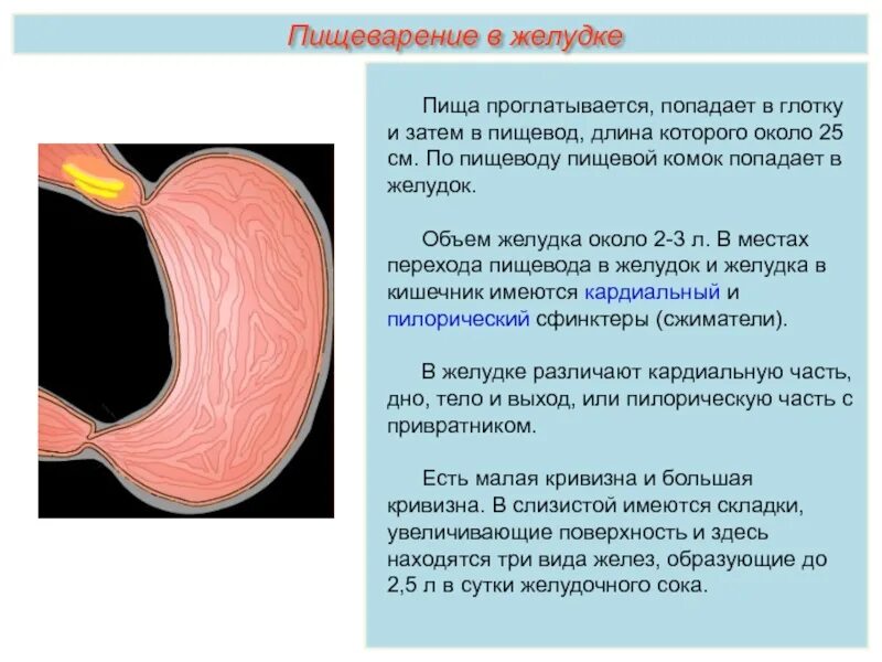 Склеивание пищевого комка. Пространства вокруг желудка. Из пищевода пища попадает в.