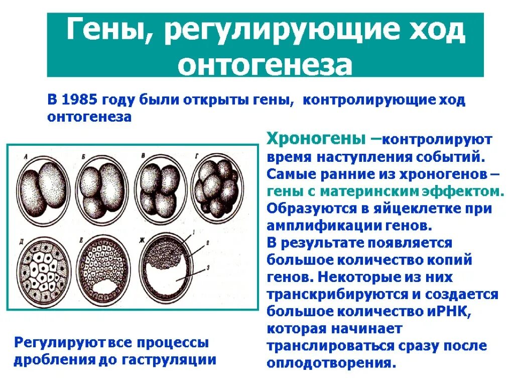 Онтогенез обучение. Хроногены. Гены регулирующие ход онтогенеза. Хроногены и гены пространственной организации. Генетический контроль развития онтогенеза.