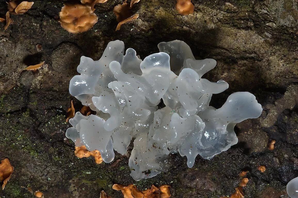 Гриб с жидкостью внутри. Tremella fuciformis. Дрожалка Лиственная Phaeotremella frondosa. Гриб тремелла фукусовидная. Грибы ледяной гриб тремелла.