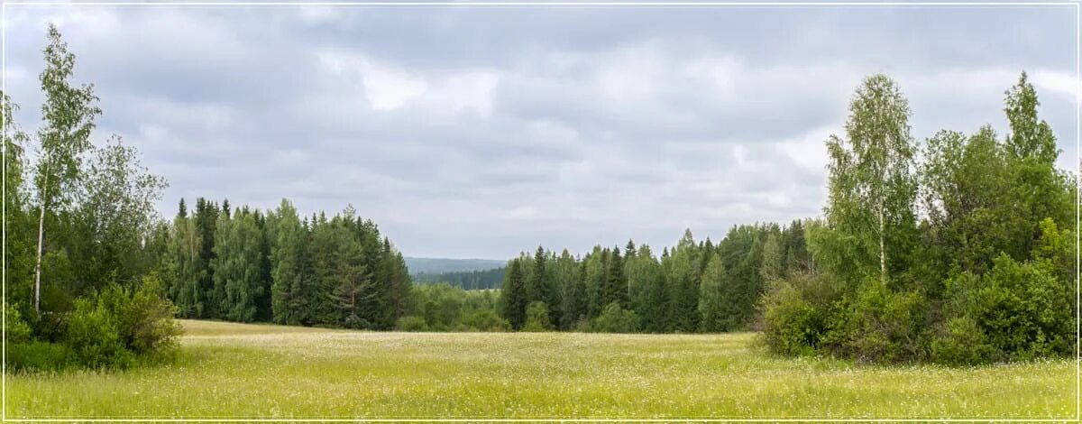 Хвойная родина. Лес панорама. Панорама леса высокого разрешения. Природа лес панорама. Сосновый лес вдалеке.