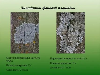 Распространение лишайников