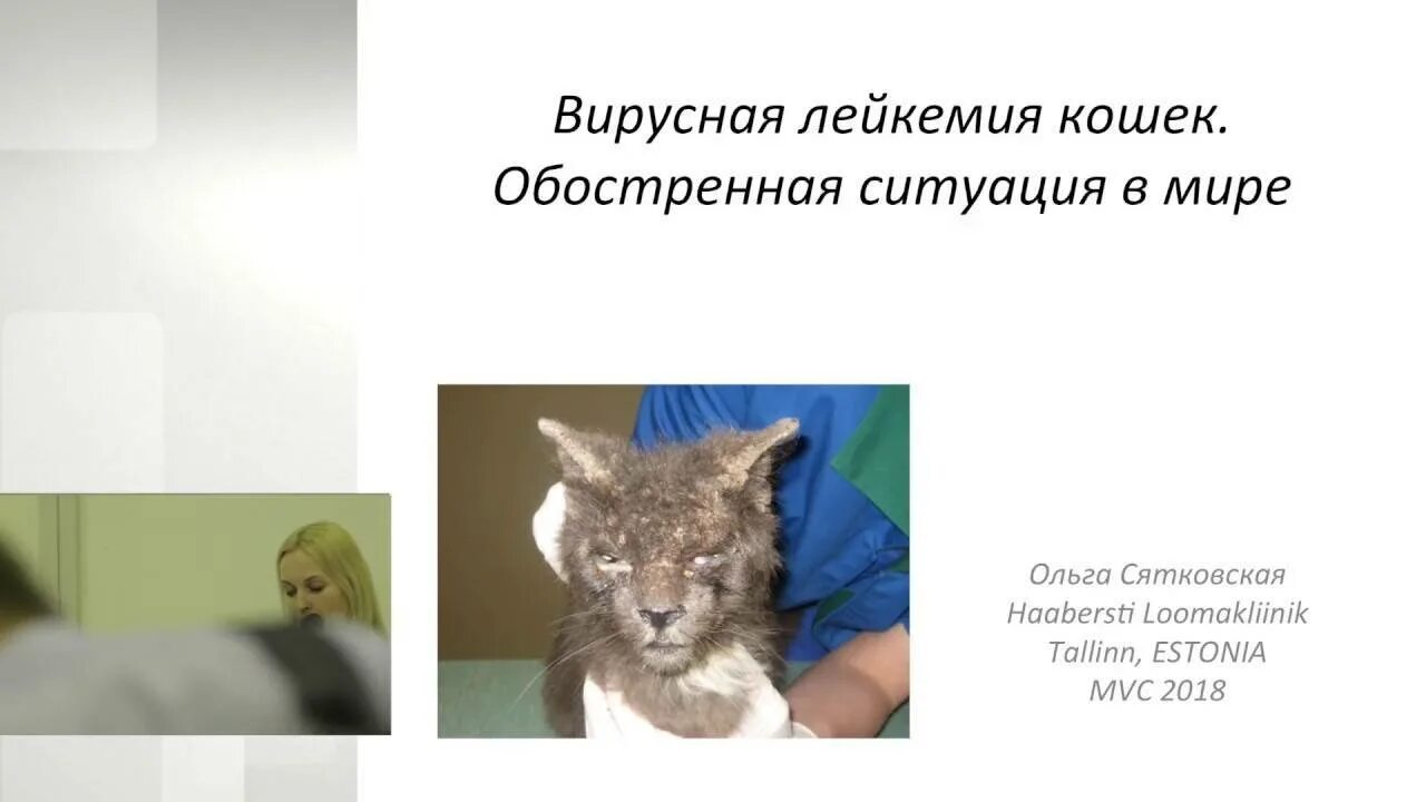 Вирусная лейкемия кошек. Вирусная лейкемия у кошек лечение. Вирусная лейкемия у кошек лечение. Вирусный кошачий лейкоз симптомы. Вирусная лейкемия у кошек лечение.