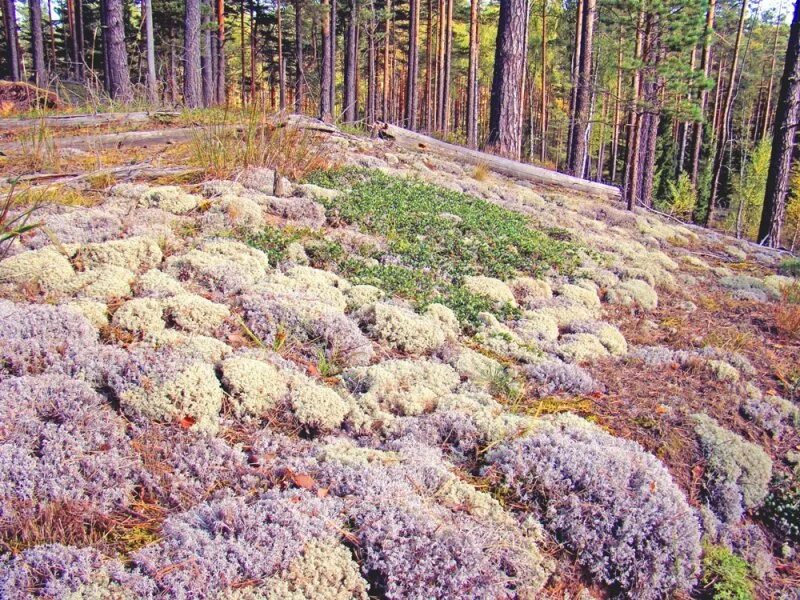 Северный ягель. Северный мох ягель. Тундровый ягель. Мох ягель Чукотский. Лишайники в тундре.