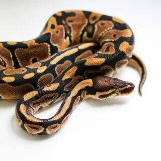 Python opt
