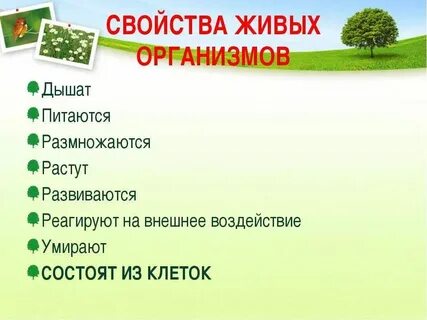 Тест биология 6 класс растения живой организм