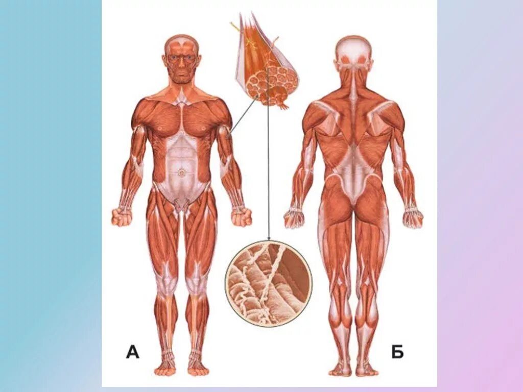 Основные мышцы для развития. Мышечная система ребенка. Костно-мышечная система у детей. Строение мышечной системы детей. Костные мышцы.