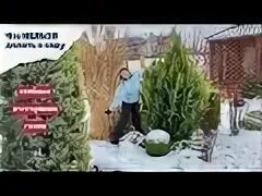 Что делать с туей на зиму. Что делать с туей на зиму