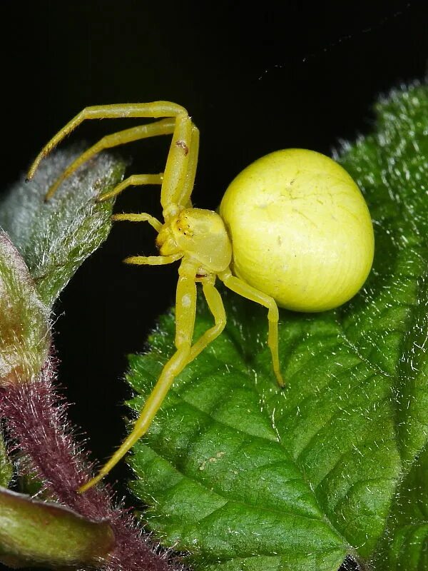 Паук-краб желтый. Желтый цветочный паук-бокоход. Пауки желтого цвета. Паук бокоход зеленый. Желтосумный колющий паук.
