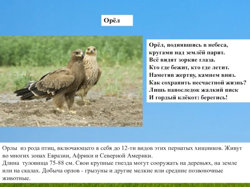 На какую высоту поднимается орел. Зоркий орел. горький орел поднимается в небо. зоркий глаз имеет птица с гордым именем. орел зоркий глаз картинка.