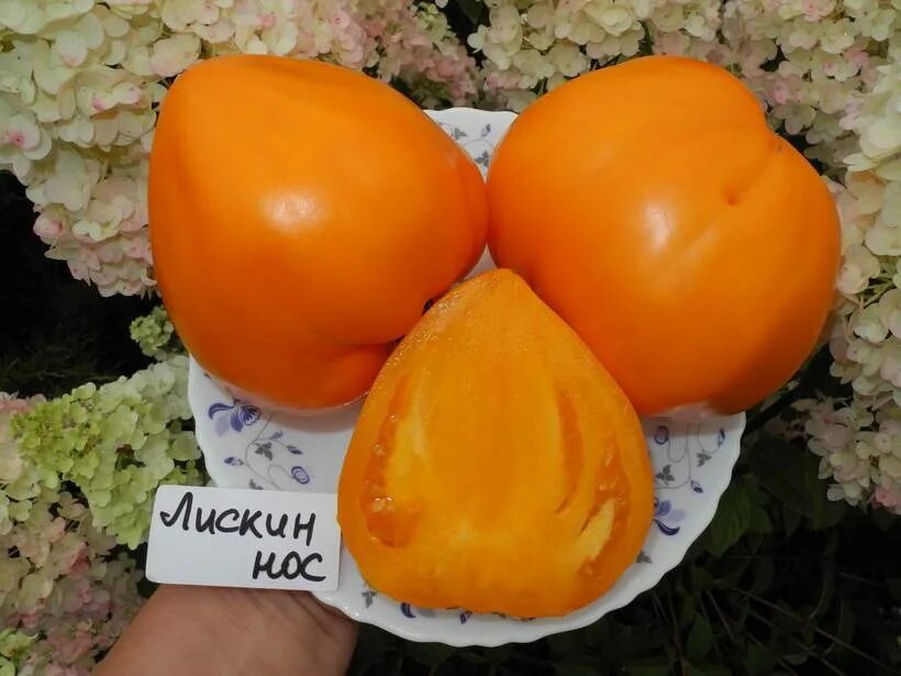 Томат лискин нос урожайность