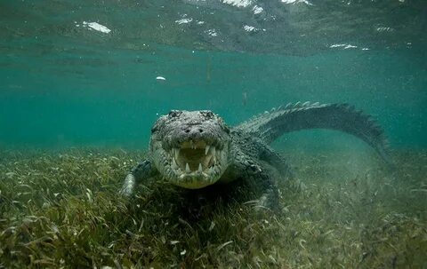 Какие хищники водятся в море