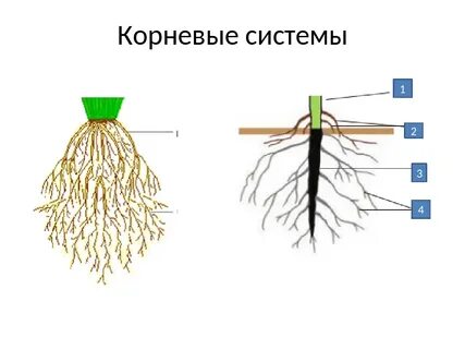 Цветы с корневой системой