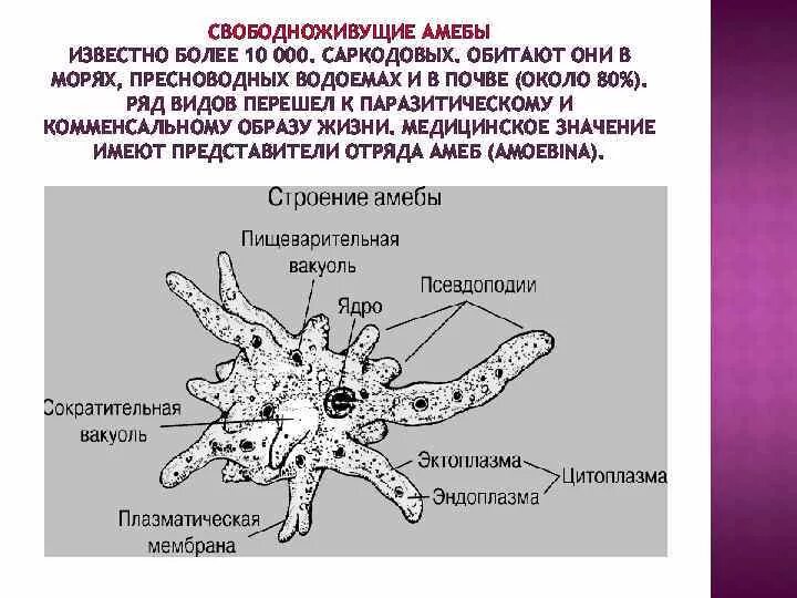 Какой способ характерен для амебы. Свободноживущие Саркодовые представители. Части тела амебы обыкновенной. Саркодовые амеба Протей. Образ жизни саркодовых.