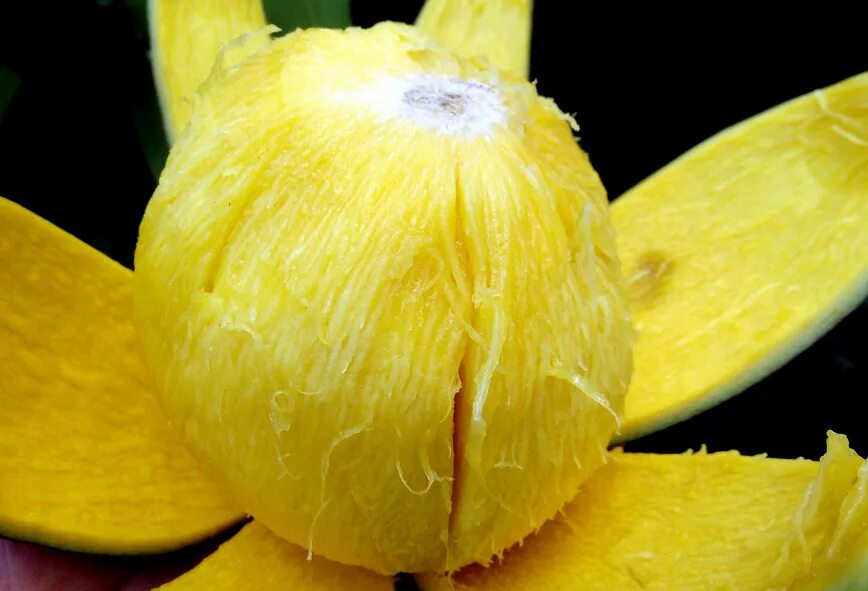 акеби голубой. бам-балан (bambangan). фрукты бам бам. бам-балан фрукт вкус. экзотический фрукт со вкусом борща.