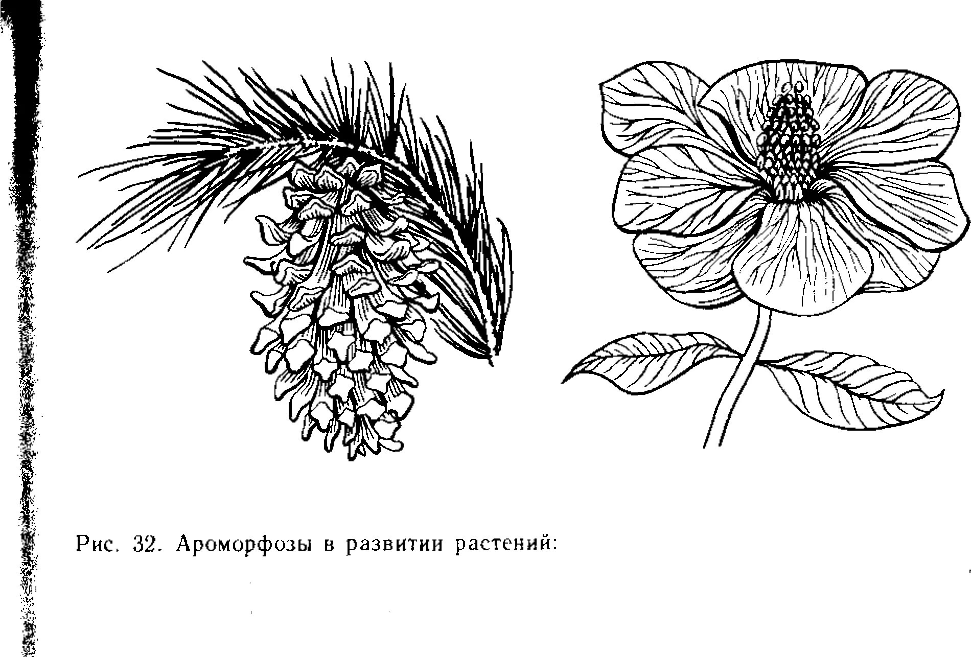 Ароморфозы растений. Ароморфозы цветка. Примеры ароморфоза у растений. Ароморфозы отделов растений.