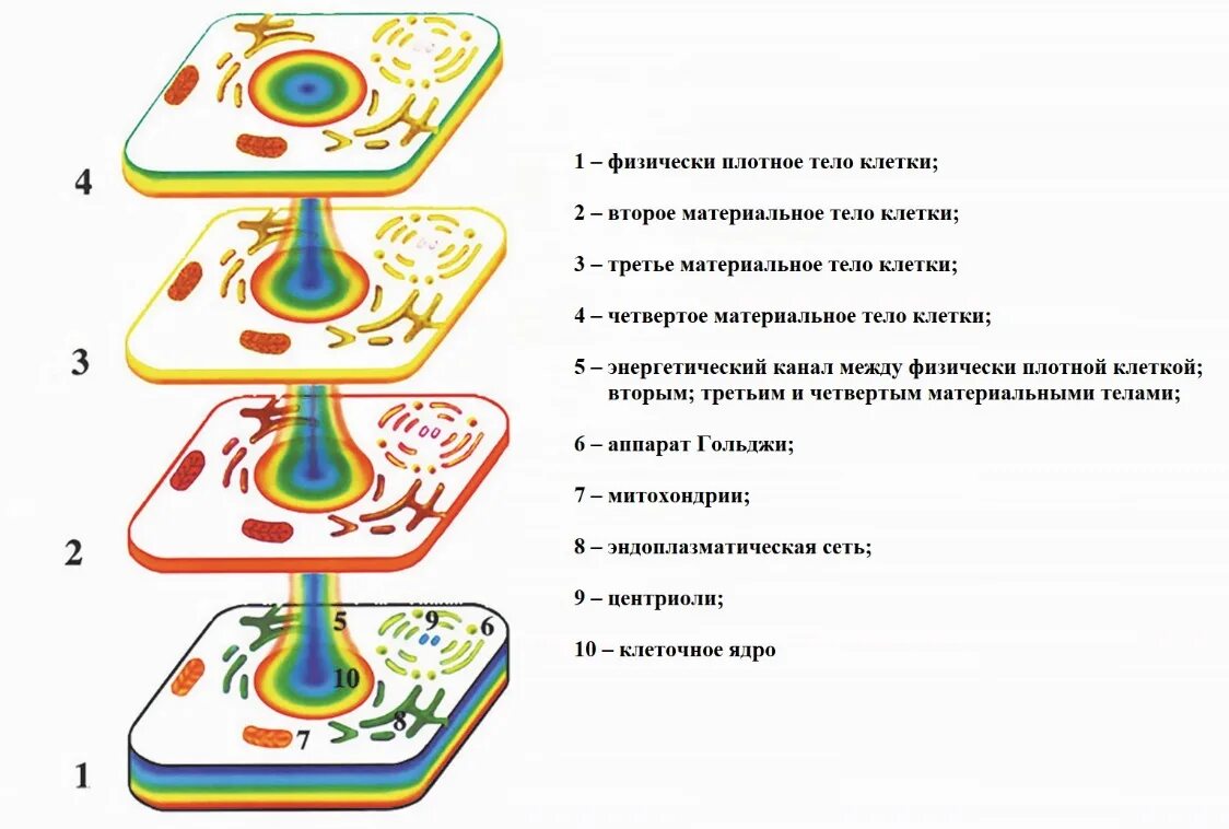 Изменение клетки. Обратимые изменения клетки. Радиация и клетка. Необратимые изменения клетки