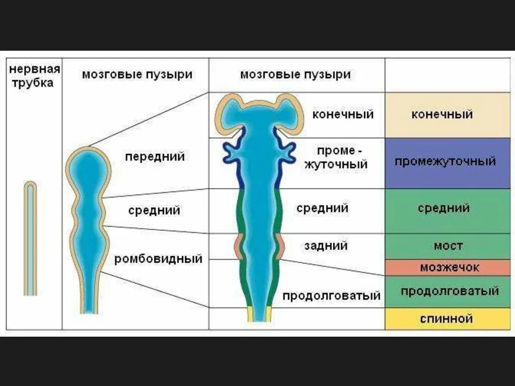 3 пузыря мозга. Стадии развития головного мозга пузыри. Отделы головного мозга на стадии 3 мозговых пузырей. Схему стадии пяти мозговых пузырей.. Стадия трех мозговых пузырей схема.