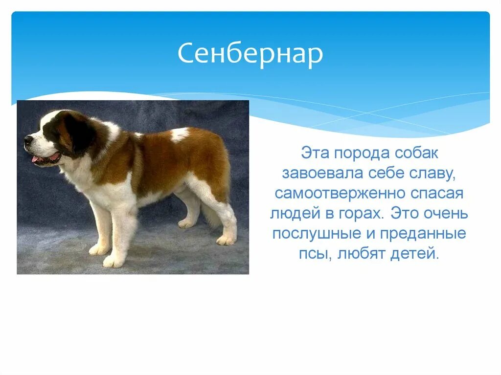 Сенбернар собака. Сенбернар собака характеристика. Сенбернар порода собак описание. Собака породы Сенбернар доклад.