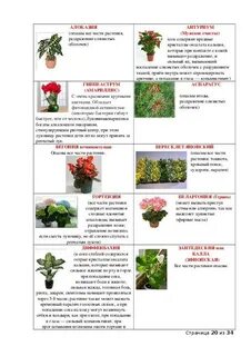 Названия ядовитых цветов