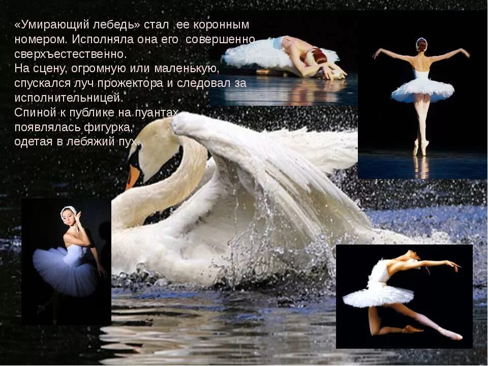 умирающая лебедь слушать. умирающая лебедь слушать. анна павлова лебединое озеро. фото лебедя рядом с мёртвым лебедем. лебедь после смерти.