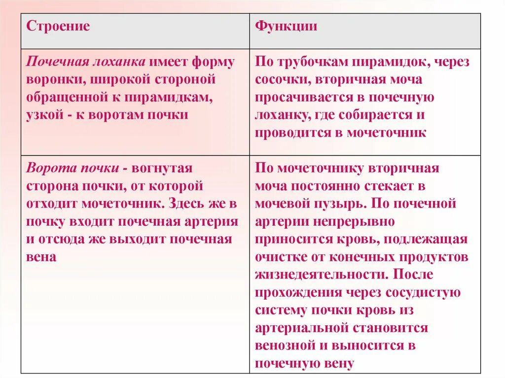 В чем особенность строения почечной лоханки. Почечная лоханка строение и функции. Почечная лоханка функции. Почечная лоханка функции в организме. Функции лоханки почки.