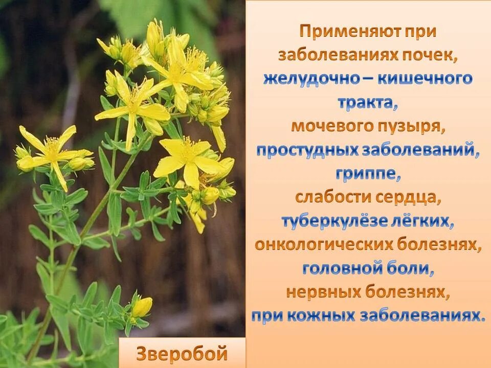 Зверобой применение и противопоказания. Лекарственные растения зверобой лечебные свойства. Зверобой Луговой. Дубравный зверобой. Цветок зверобой целебная.