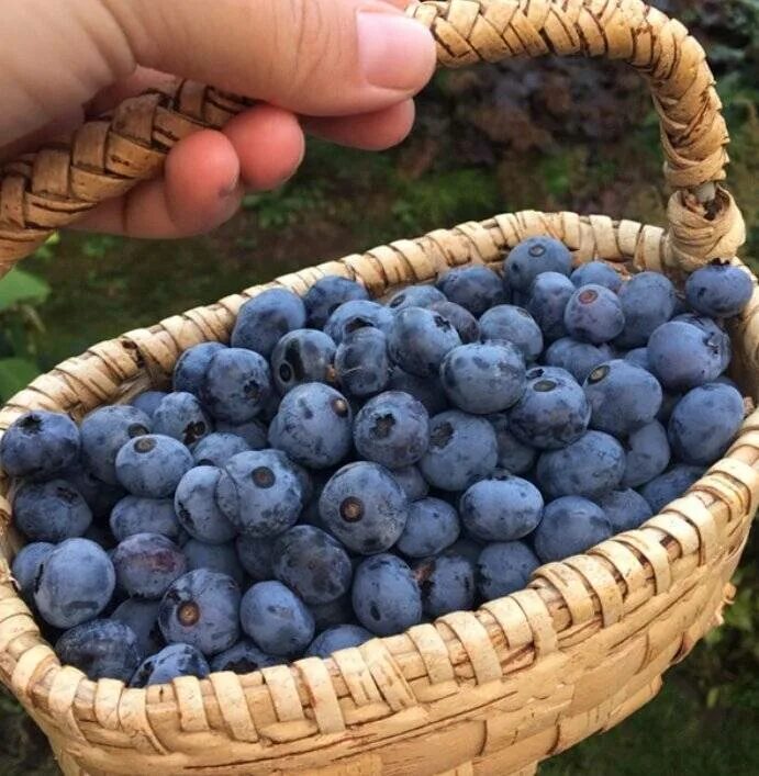 Самые вкусные сорта голубики. Голубика сорт Норд Кантри. Голубика низкорослая Норд Кантри. Голубика Садовая. Голубика Садовая сорт Норд Кантри.