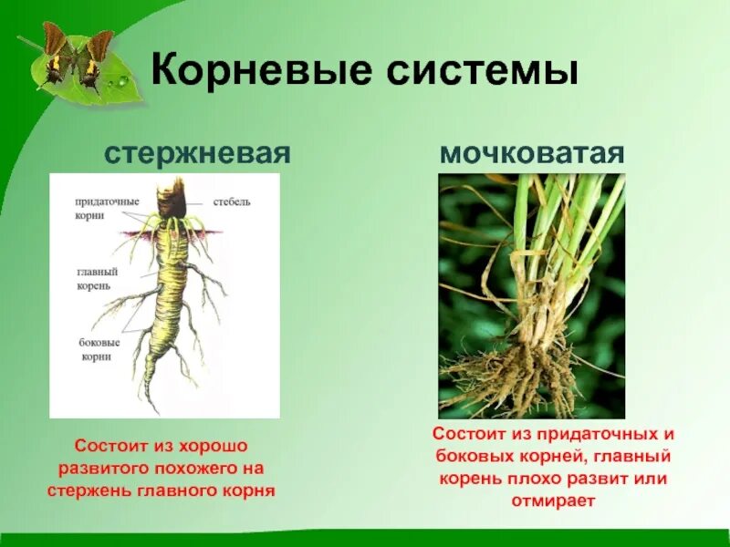 Стержневая корневая система состоит из. Стержневая корневая система. Стержневой корень. Стержневая корневая система картинки.