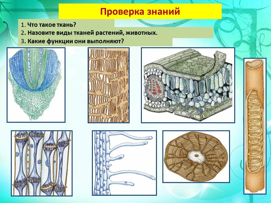 Виды тканей клетки растений. Биология 5 класс ткани животных и ткани растений. биология 6 класс ткани растений ткани животных. ткани биология покровная образовательная. ткани растительной клетки 5 класс биология.