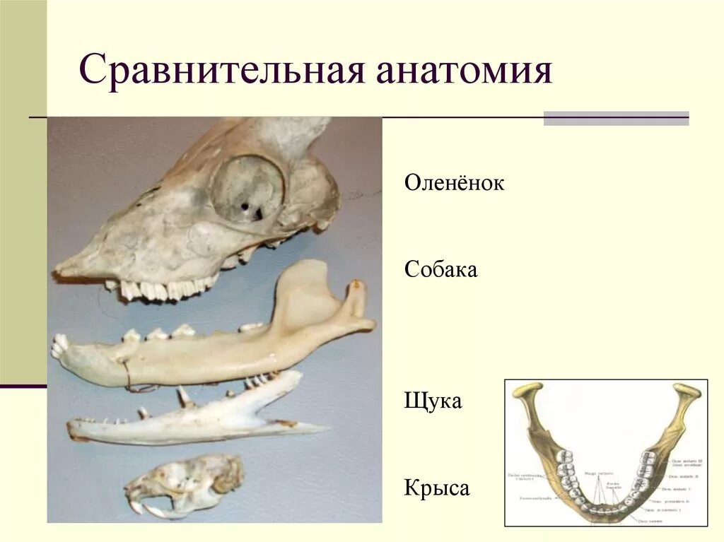 Сравнительная анатомия наука. Сравнительная анатомия. сравнительная анатомия животных. сравнительная анатомия позвоночных животных. развитие сравнительной анатомии и морфологии животных.