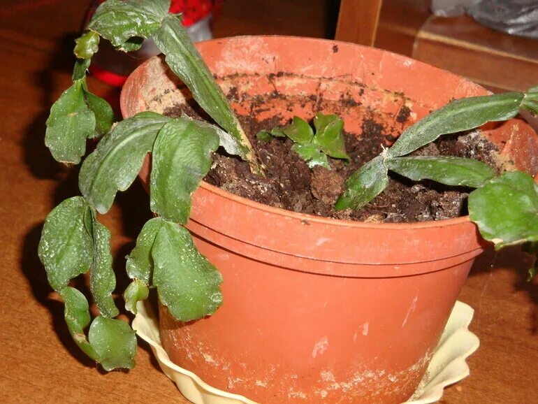 Бальзамин комнатный сбрасывает листья. Спатифиллум хлороз. Вялые листья у спатифиллума после пересадки. Калатея спатифиллум. Спатифиллум эухарис росток.