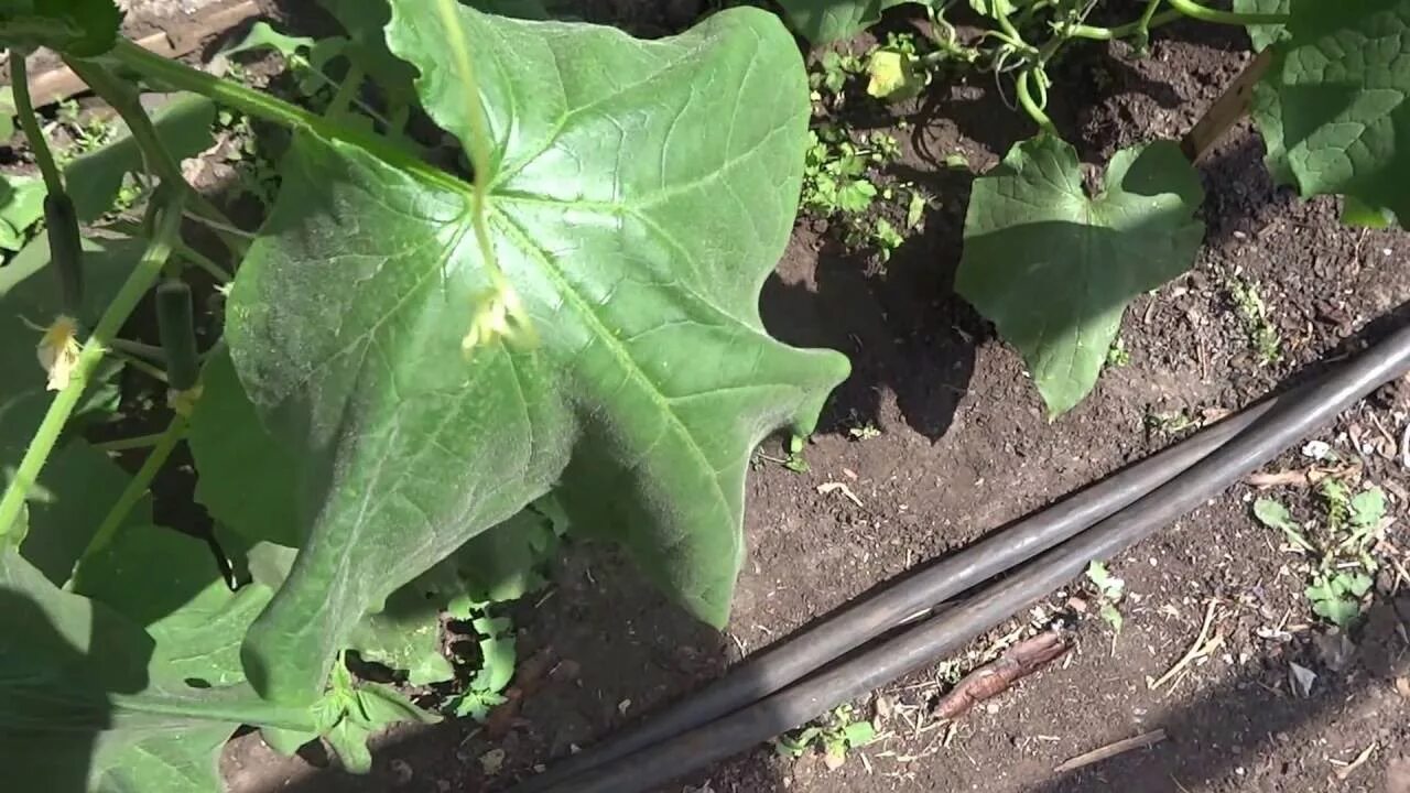 Где пасынки у огурцов. Пасынки на огурцах. пасынки у огурцов. пасынкование огурцов. пасынки у огурцов фото.
