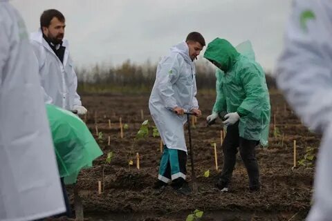 1 миллион деревьев