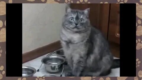 Кот просит еду