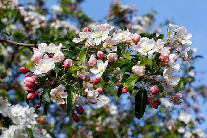 Crab apple tree. Crab apple tree flower.