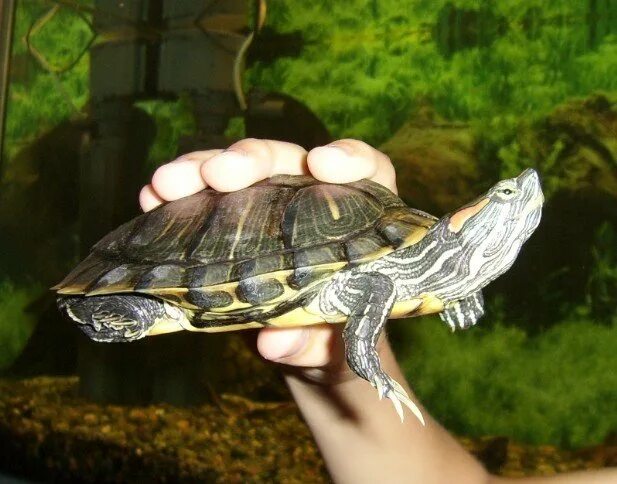 Куда можно отдать черепаху. Красноухая черепаха на ладошке. Черепахи домашние. Красноголовая черепаха водная. Куда можно отдать черепаху.